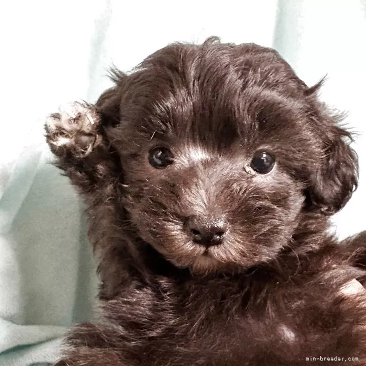 マルプー(マルチーズ×トイプードル)【奈良県・男の子・2025年10月9日・シルバー】の写真1