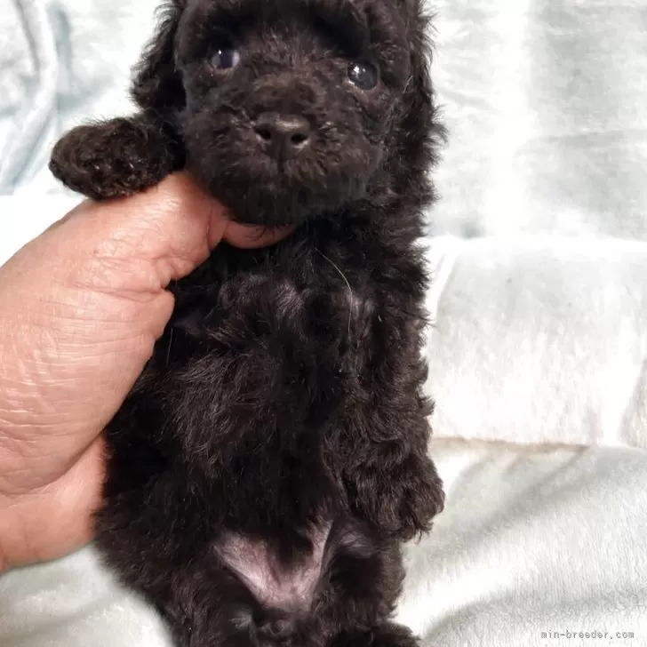 ID:2506-05529の子犬