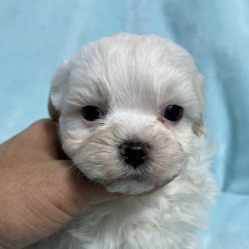 ミックス(マルプー×マルチーズ)【奈良県・男の子・2024年12月1日・ホワイト】の写真「足短め鼻の詰まった両親似の兄妹」