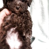 マルプー(マルチーズ×トイプードル)