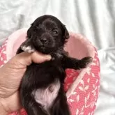 マルプー(マルチーズ×トイプードル)【奈良県・男の子・2025年10月9日・シルバー】の写真2