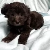 マルプー(マルチーズ×トイプードル)【奈良県・男の子・2025年10月9日・シルバー】の写真9