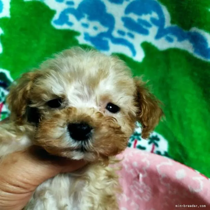 ID：2210-01946の子犬