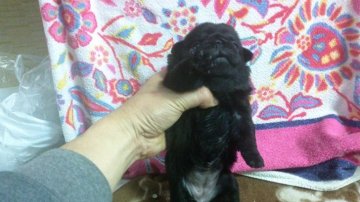 パグ【奈良県・女の子・2020年3月18日・ブラック】の写真「人懐っこいわんぱくさん」