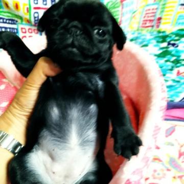 パグ【奈良県・女の子・2022年7月21日・ブラック】の写真「人懐っこい元気なおてんばさん」