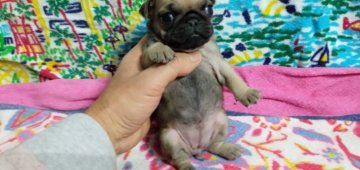 パグ【奈良県・女の子・2021年12月7日・フォーン】の写真「人懐っこいおてんばさん」