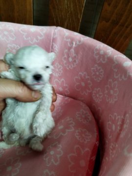 タイニープードルXマルプー【奈良県・男の子・2022年4月17日・ホワイト】の写真「鼻の詰まった両親似の兄妹」