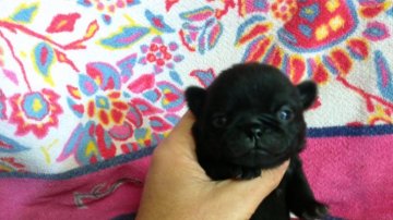 パグ【奈良県・女の子・2020年10月18日・ブラック】の写真「小ぶりの人懐っこいわんぱくさん」