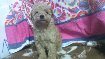 トイプードル(タイニー)【奈良県・女の子・2018年11月22日・アプリコット】の写真「鼻の詰まった女の子」