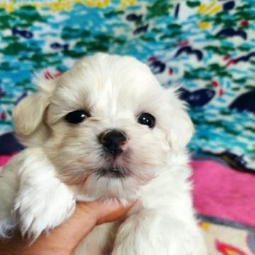 マルプー(トイプードル×マルチーズ)【奈良県・男の子・2022年8月29日・ホワイト、ハッピー。レモン最後の子】の写真「鼻の詰まった両親似の兄妹」