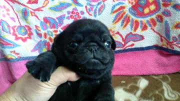 パグ【奈良県・男の子・2020年2月28日・ブラック】の写真「人懐っこいわんぱくさん」