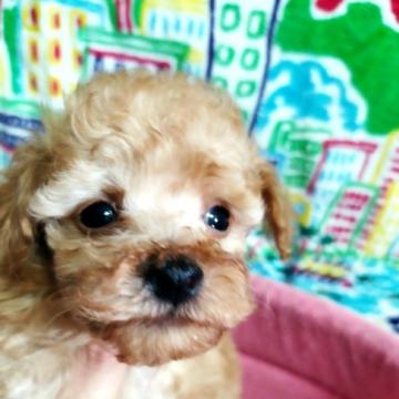 トイプードル(タイニー)【奈良県・男の子・2022年9月6日・レッド】の写真「鼻の詰まった両親似の兄妹」