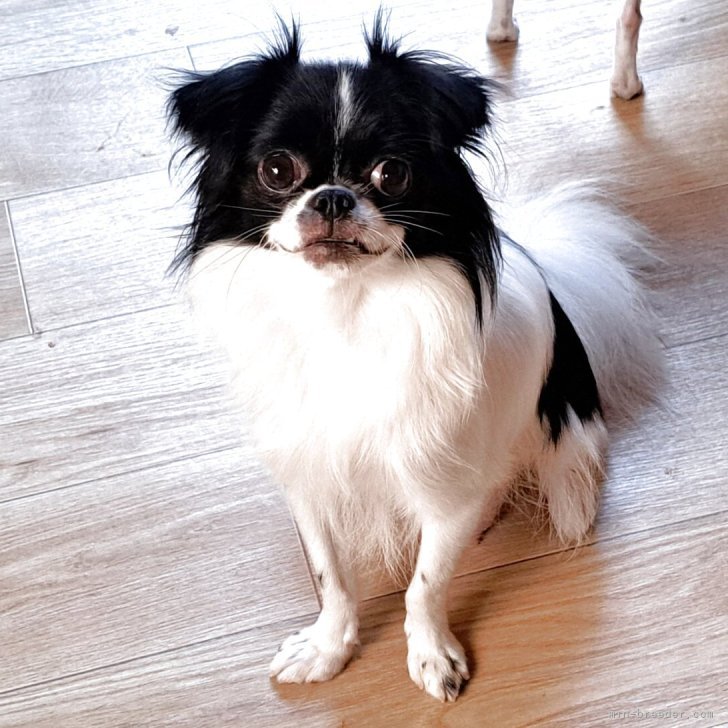 8匹わんこの大家族様 価格の安いMIX犬 ♀ (父）ロング・チワワ×（母）ミニチュア