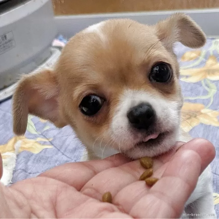 ID:2503-04625の子犬
