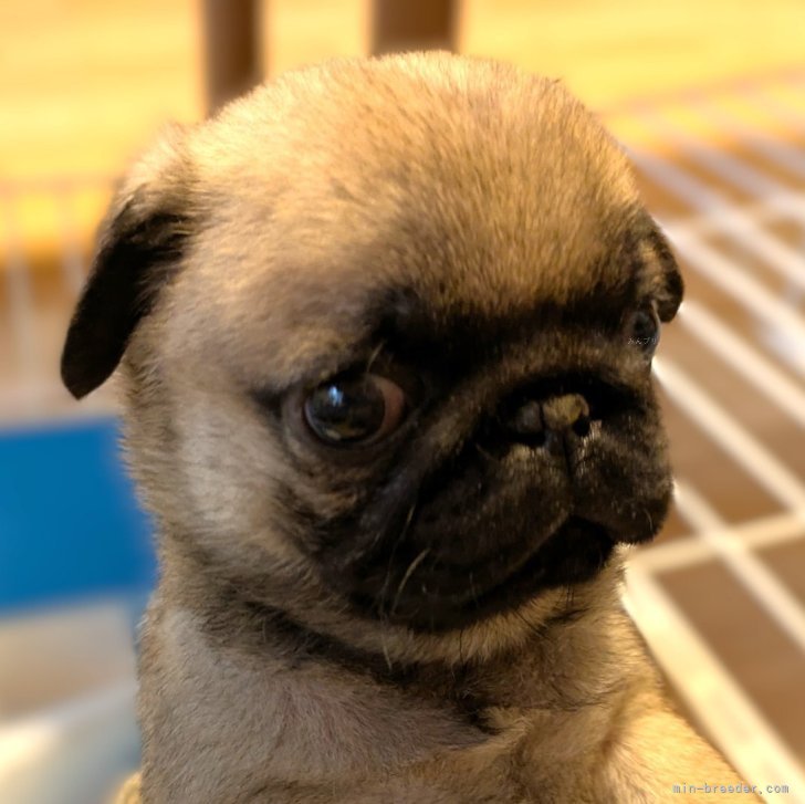 ブリーダー画像