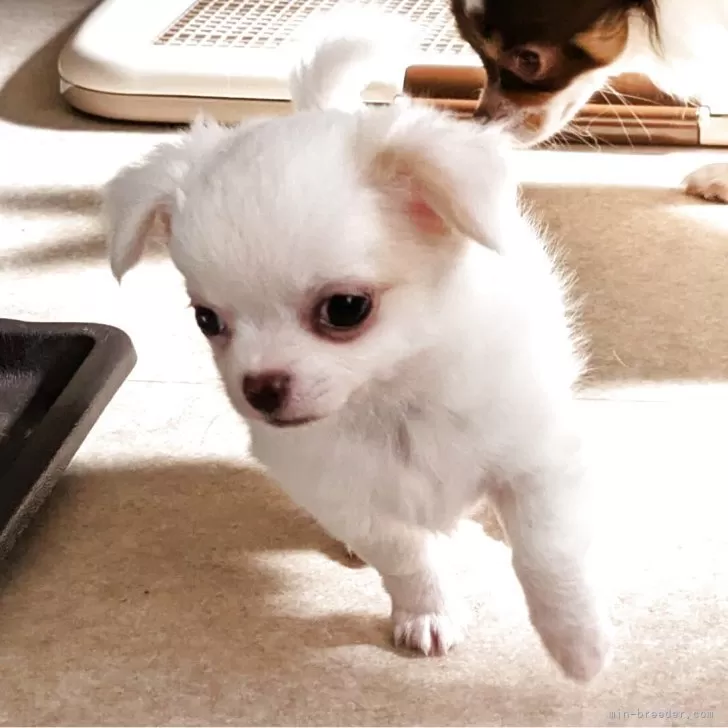 ID:2504-05894の子犬