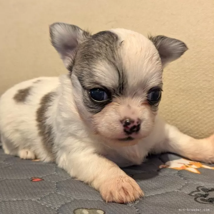 チワワ(ロング)【茨城県・男の子・2025年10月26日・ホワイト&amp;レッド】の写真1