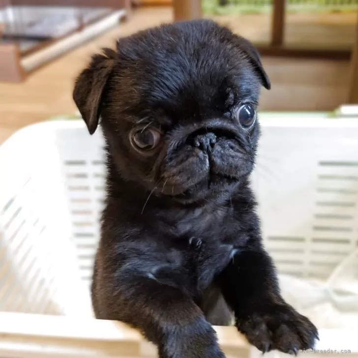 A.K 様のお迎えした子犬