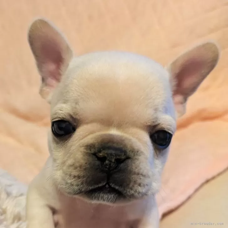 ID：2501-08189の子犬