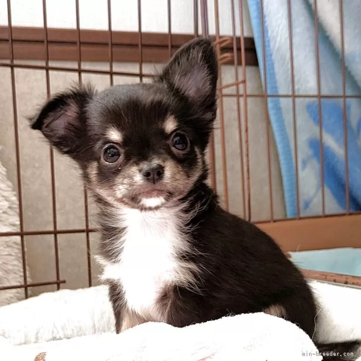 つか 様のお迎えした子犬