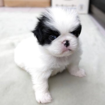 狆(チン)【茨城県・男の子・2025年8月24日・白黒】の写真「クリクリお目目のハナペチャ君」