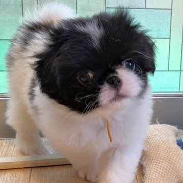 狆(チン)【茨城県・男の子・2025年8月24日・白黒】の写真「クリクリお目目のハナペチャ君」