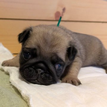 パグ【茨城県・男の子・2025年11月13日・フォーン】の写真「コロコロもちもちです」