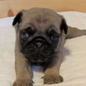 パグ【茨城県・男の子・2025年11月13日・フォーン】の写真「コロコロもちもちです」