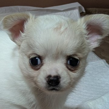 チワワ(ロング)【茨城県・女の子・2025年10月26日・ホワイト】の写真「１２月１９日までの金額です」