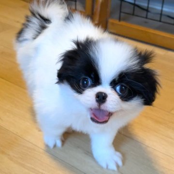 狆(チン)【茨城県・男の子・2025年8月24日・白黒】の写真「クリクリお目目のハナペチャ君」