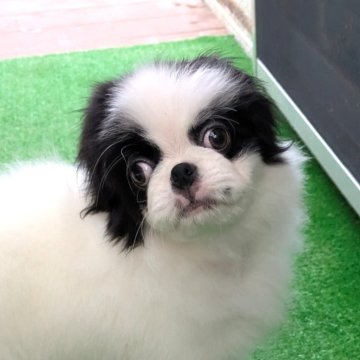 狆(チン)【茨城県・男の子・2025年8月24日・白黒】の写真「ベビーラッシュのため値下げ　おとなしい子です」