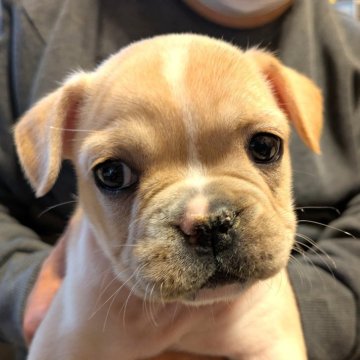 フレンチブルドッグ【茨城県・女の子・2025年10月15日・クリーム】の写真「ベビーラッシュのため最初からお安くしてます」