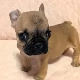 フレンチブルドッグ【茨城県・女の子・2024年12月26日・フォーン】の写真1