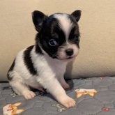 チワワ(ロング)