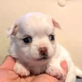 チワワ(ロング)