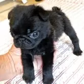 パグ