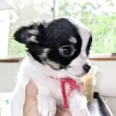 チワワ(ロング)