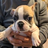 フレンチブルドッグ