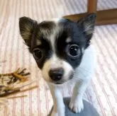 チワワ(ロング)