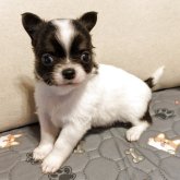 チワワ(ロング)