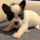 チワワ(ロング)