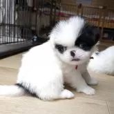 狆(チン)