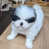 狆(チン)