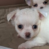 チワワ(ロング)