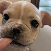 フレンチブルドッグ