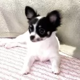 チワワ(ロング)