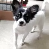 チワワ(ロング)