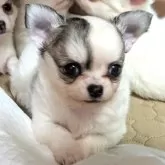 チワワ(ロング)