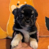 チワワ(ロング)