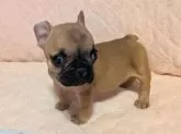 フレンチブルドッグ【茨城県・女の子・2024年12月26日・フォーン】の写真2